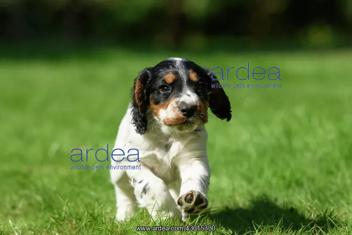 : Dog. Cocker Spaniel puppy, tri colour (7 weeks : Dog. Cocker Spaniel puppy, tri colour (7 weeks