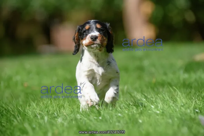 : Dog. Cocker Spaniel puppy, tri colour (7 weeks : Dog. Cocker Spaniel puppy, tri colour (7 weeks