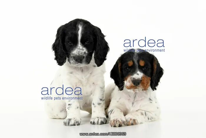 : Dog. Cocker Spaniel puppy, tri coloured & : Dog. Cocker Spaniel puppy, tri coloured &