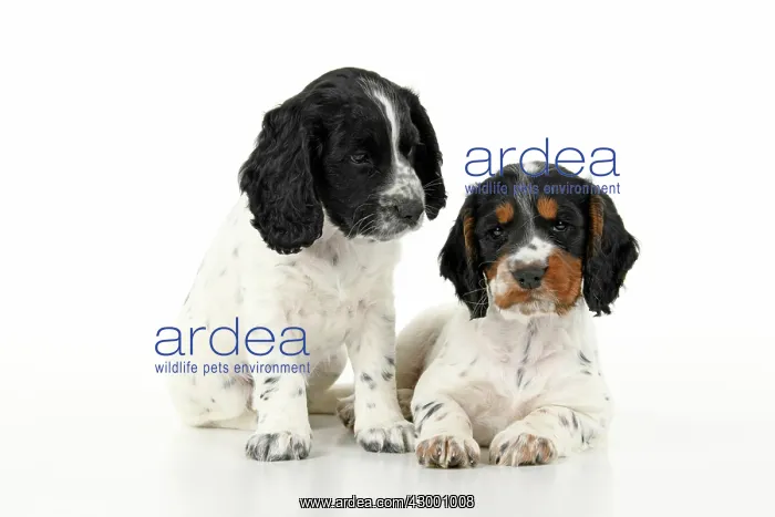 : Dog. Cocker Spaniel puppy, tri coloured & : Dog. Cocker Spaniel puppy, tri coloured &
