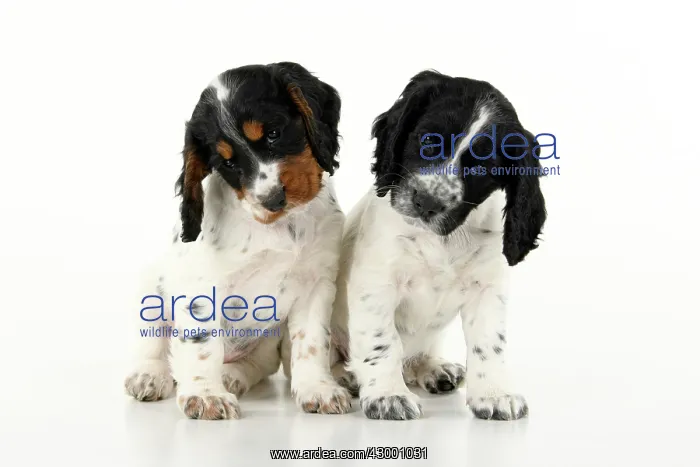  : Dog. Cocker Spaniel puppy, tri coloured &