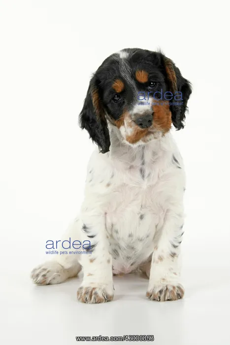 : Dog. Cocker Spaniel puppy, tri coloured (7 weeks : Dog. Cocker Spaniel puppy, tri coloured (7 weeks