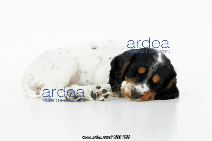: Dog. Cocker Spaniel puppy, tri coloured (7 weeks : Dog. Cocker Spaniel puppy, tri coloured (7 weeks