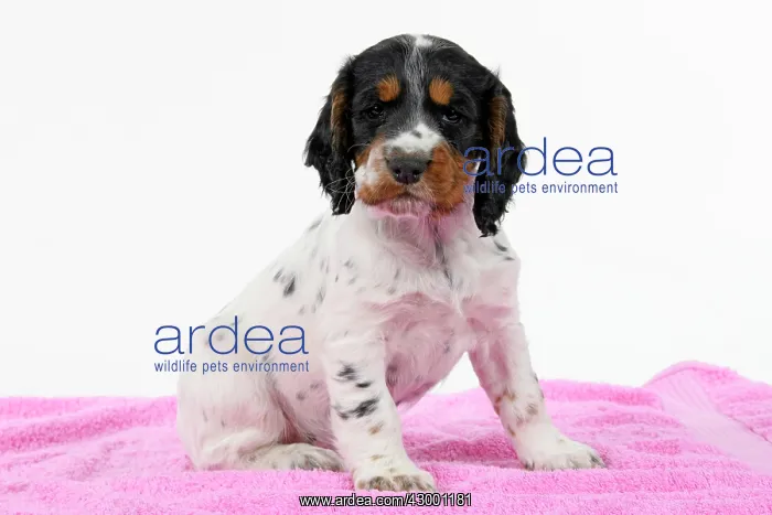 : Dog. Cocker Spaniel puppy, tri coloured (7 weeks : Dog. Cocker Spaniel puppy, tri coloured (7 weeks