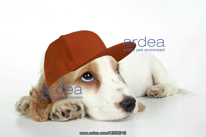 : DOG. Cocker Spaniel puppy wearing a brown baseball cap : DOG. Cocker Spaniel puppy wearing a brown baseball cap
