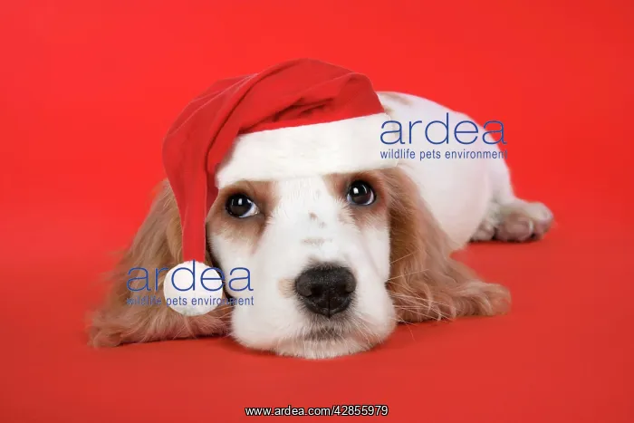 : DOG. Cocker Spaniel puppy wearing Christmas hat