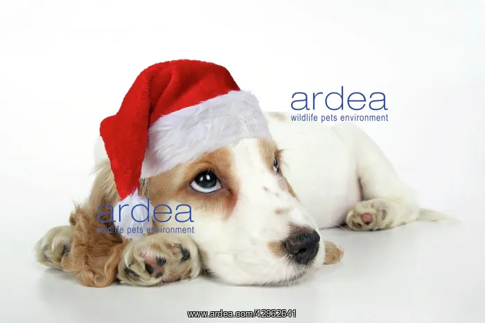 : DOG. Cocker Spaniel puppy wearing a red Christmas Santa hat : DOG. Cocker Spaniel puppy wearing a red Christmas Santa hat