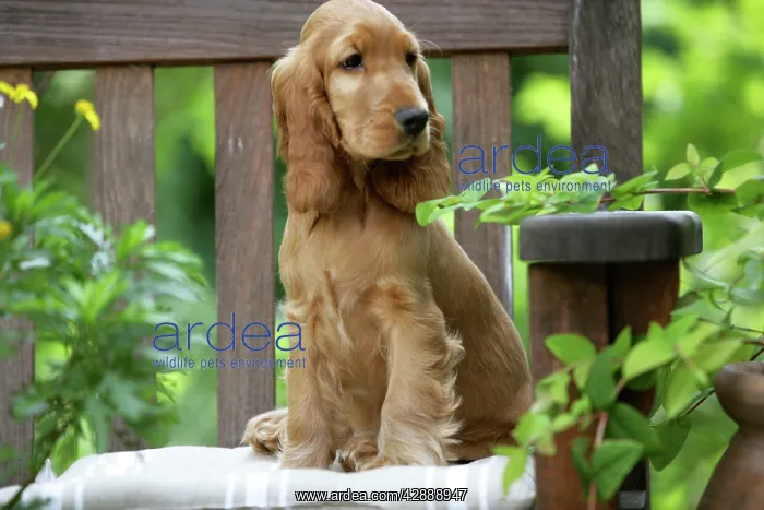  : Dog - Cocker Spaniel sitting on bench