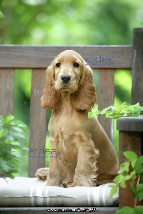  : Dog - Cocker Spaniel sitting on bench