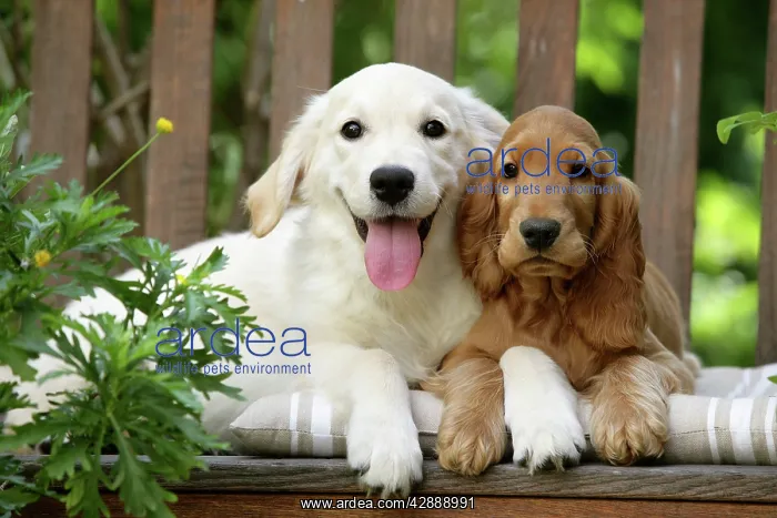: Dog - Cocker Spaniel sitting on bench with Golden : Dog - Cocker Spaniel sitting on bench with Golden