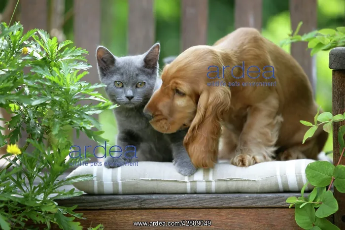 : Dog - Cocker Spaniel sitting on bench with grey kitten : Dog - Cocker Spaniel sitting on bench with grey kitten