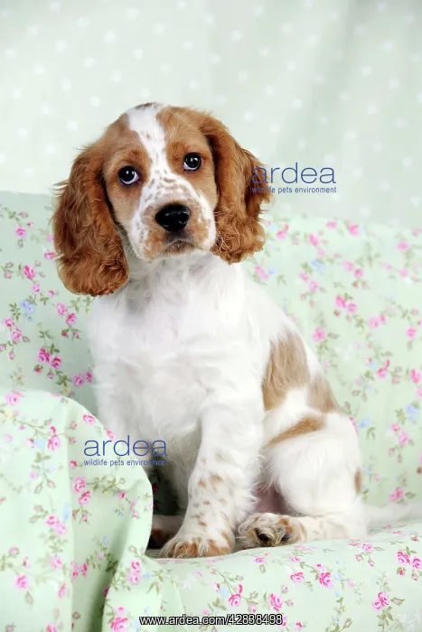  : DOG - Cocker spaniel sitting on chair