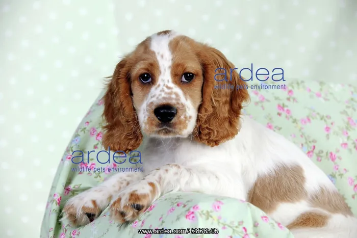  : DOG - Cocker spaniel sitting on chair