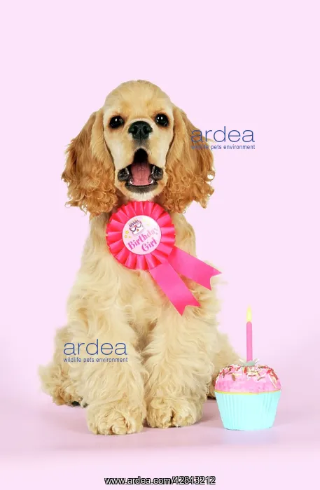 : DOG - Cocker spaniel sitting next to cupcake wearing