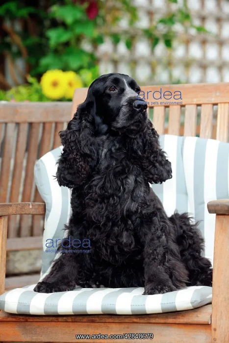  : DOG. Cocker spaniel sitting in a garden chair