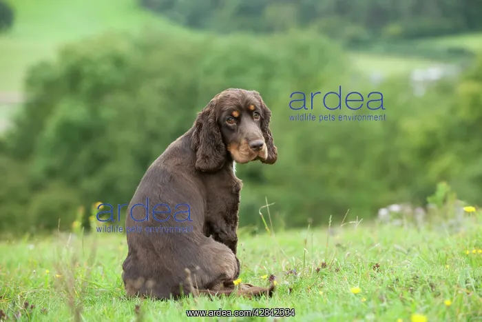 : DOG - Cocker spaniel sitting looking over its shoulder : DOG - Cocker spaniel sitting looking over its shoulder