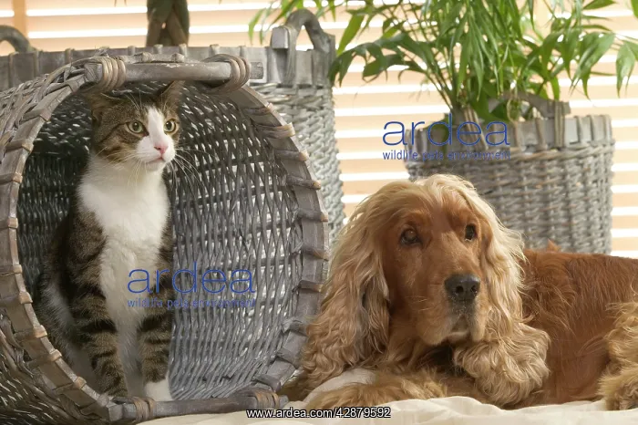 : Dog - Cocker Spaniel & Tabby and white cat in basket : Dog - Cocker Spaniel & Tabby and white cat in basket