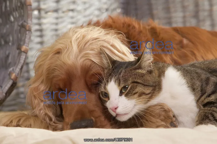 : DOG - Cocker Spaniel and Tabby and white cat resting : DOG - Cocker Spaniel and Tabby and white cat resting