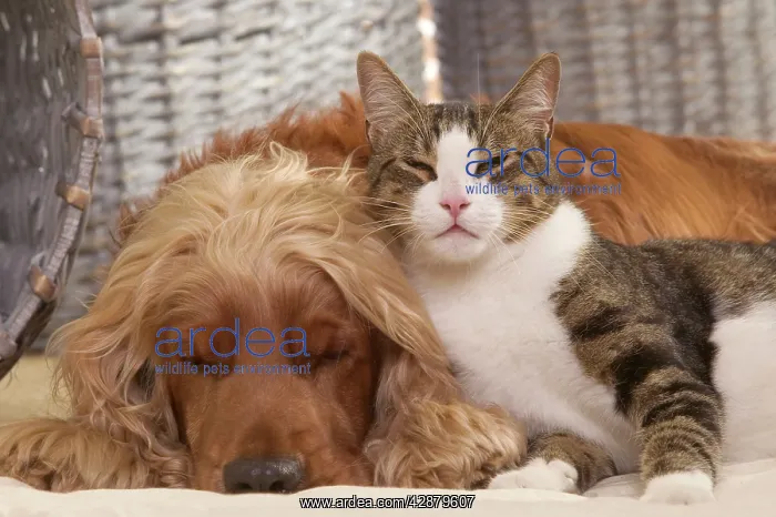 : Dog - Cocker Spaniel & Tabby and white cat resting : Dog - Cocker Spaniel & Tabby and white cat resting
