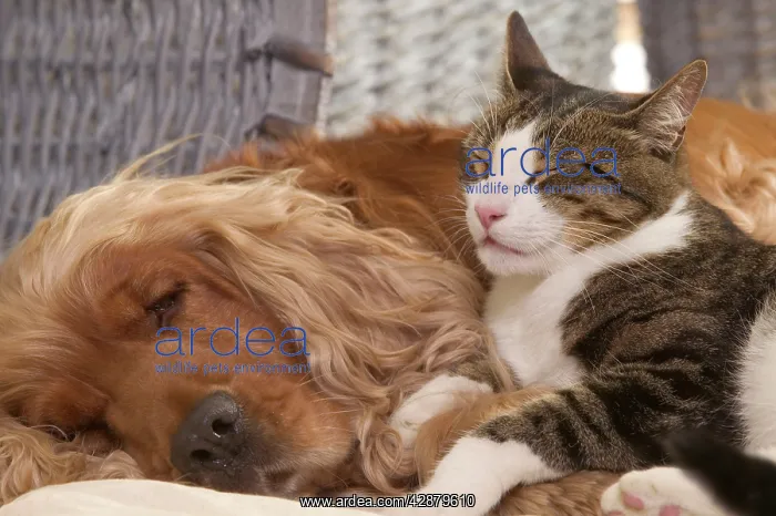 : Dog - Cocker Spaniel & Tabby and white cat resting : Dog - Cocker Spaniel & Tabby and white cat resting