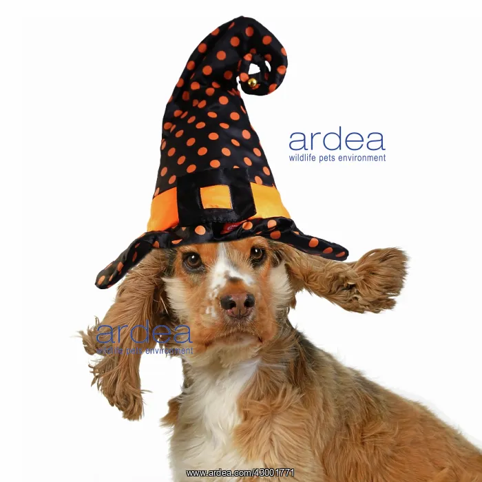 : DOG. Cocker Spaniel wearing a witch hat for Halloween : DOG. Cocker Spaniel wearing a witch hat for Halloween