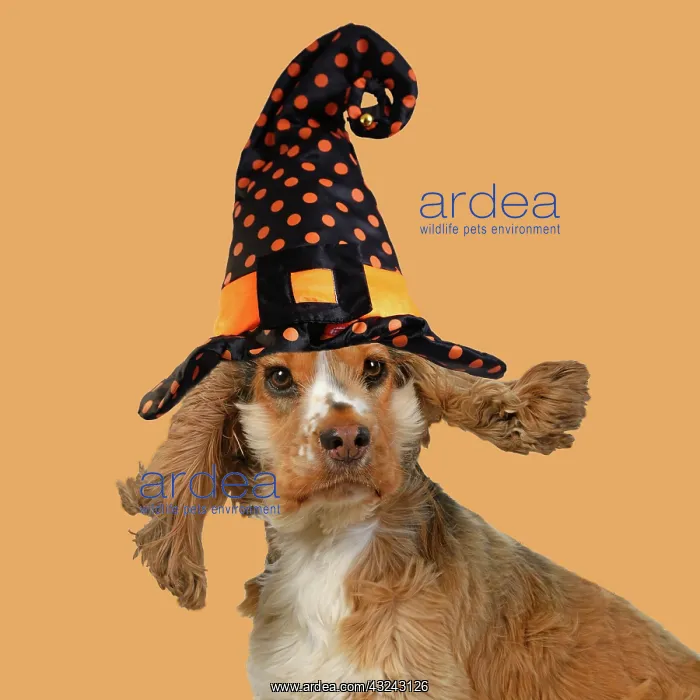 : DOG. Cocker Spaniel wearing a witch hat for Halloween : DOG. Cocker Spaniel wearing a witch hat for Halloween