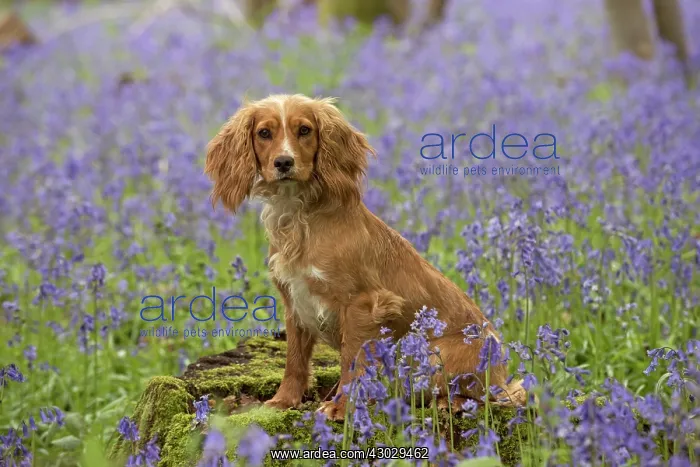 : Dog Cocker Spaniel (working) : Dog Cocker Spaniel (working)