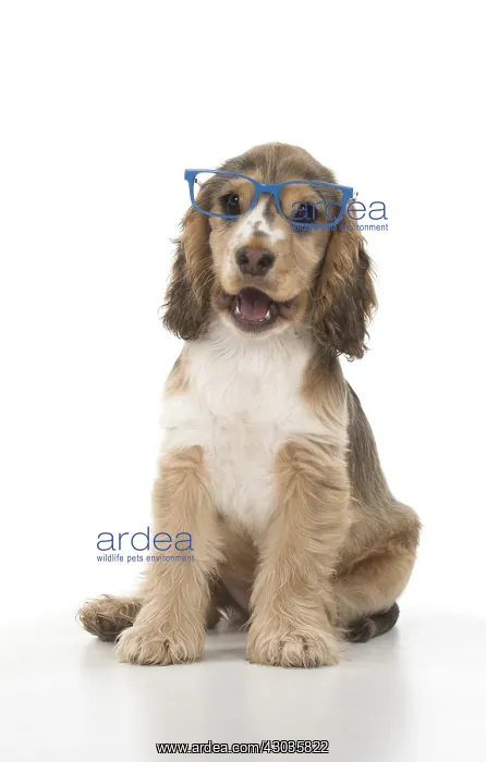 : DOG. Cocker Spaniels puppy ( 14 weeks old ) wareing glasses : DOG. Cocker Spaniels puppy ( 14 weeks old ) wareing glasses