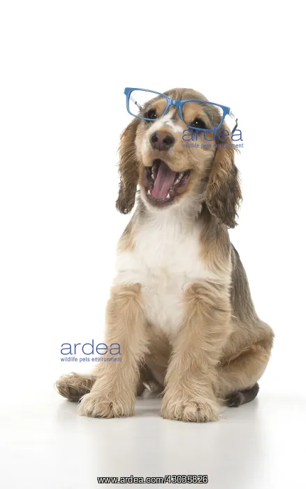 : DOG. Cocker Spaniels puppy ( 14 weeks old ) wareing glasses : DOG. Cocker Spaniels puppy ( 14 weeks old ) wareing glasses