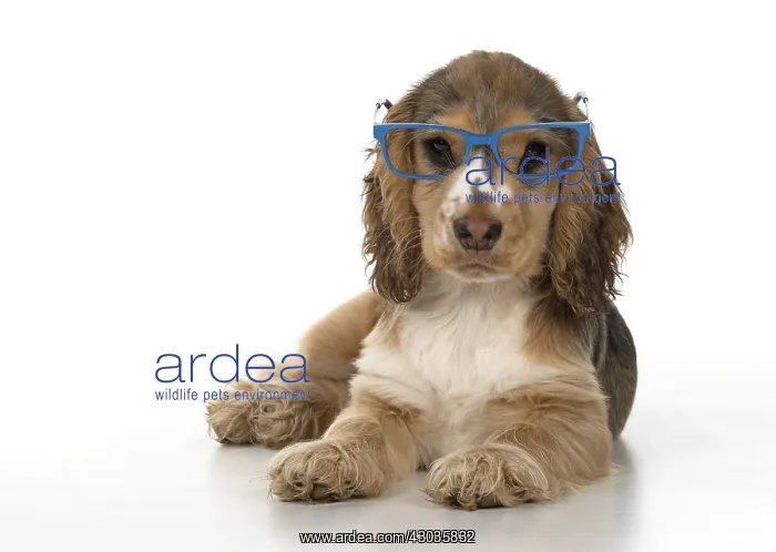: DOG. Cocker Spaniels puppy ( 14 weeks old ) wareing glasses : DOG. Cocker Spaniels puppy ( 14 weeks old ) wareing glasses