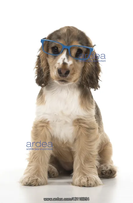 : DOG. Cocker Spaniels puppy ( 14 weeks old ) wareing glasses : DOG. Cocker Spaniels puppy ( 14 weeks old ) wareing glasses