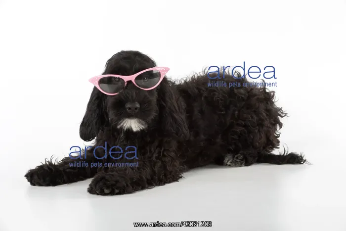 : Dog Cockerpoo : Dog Cockerpoo