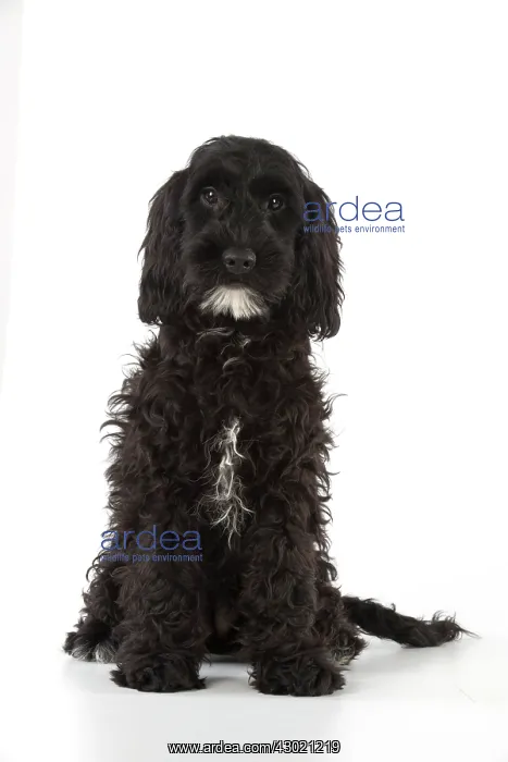  : Dog Cockerpoo