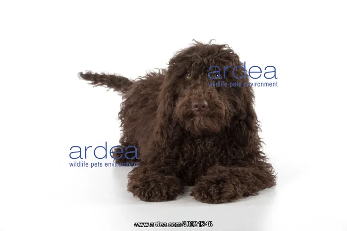 : Dog Cockerpoo : Dog Cockerpoo
