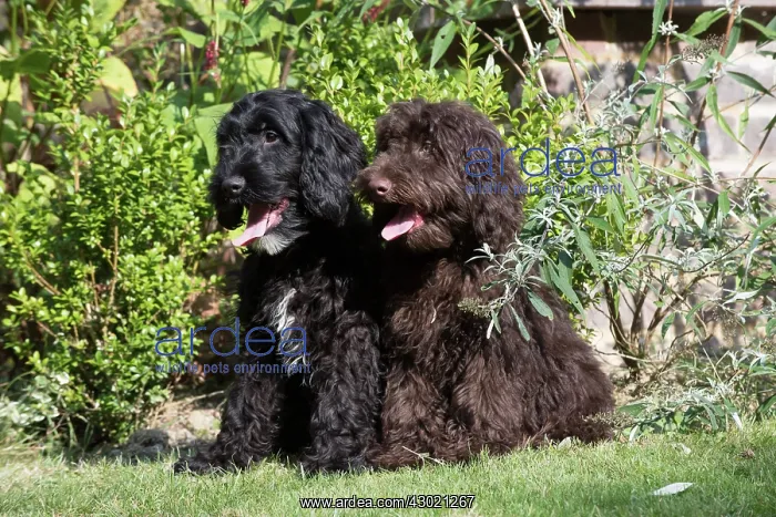 : Dog Cockerpoo : Dog Cockerpoo