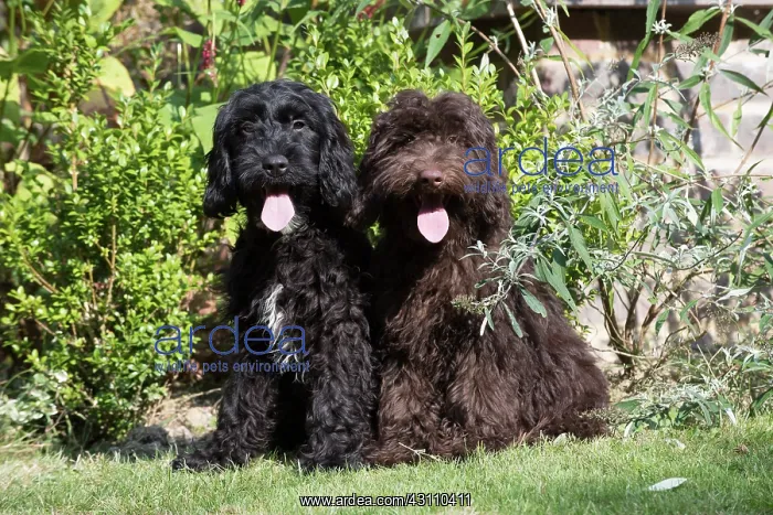 : Dog Cockerpoo : Dog Cockerpoo