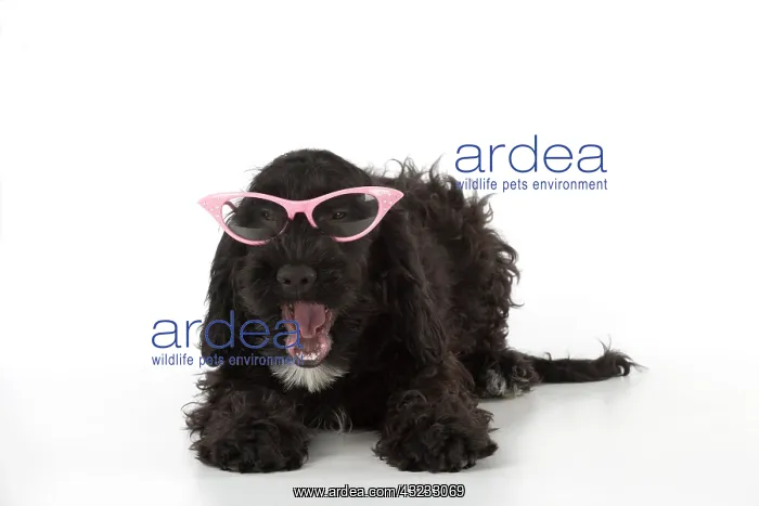 : Dog Cockerpoo : Dog Cockerpoo
