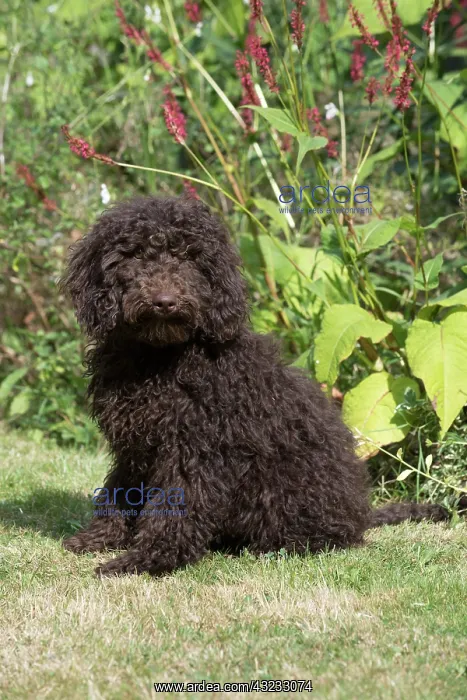 : Dog Cockerpoo : Dog Cockerpoo