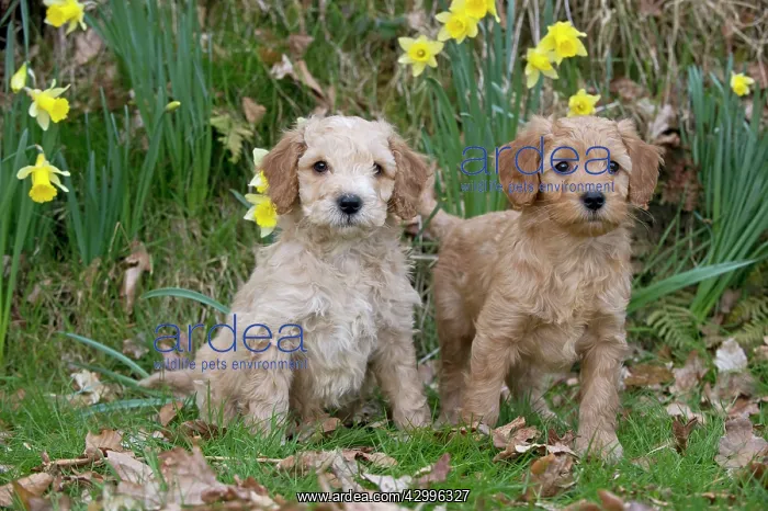 : Dog - Cockerpoo 7 week old puppies : Dog - Cockerpoo 7 week old puppies