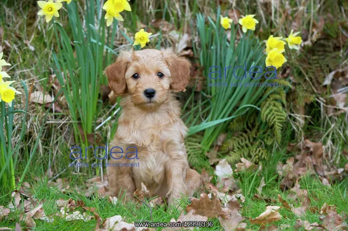 : Dog - Cockerpoo 7 week old puppy : Dog - Cockerpoo 7 week old puppy