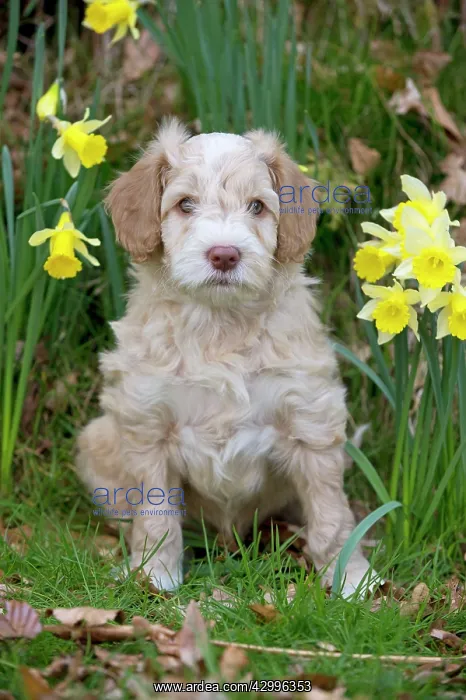 : Dog - Cockerpoo 7 week old puppy : Dog - Cockerpoo 7 week old puppy