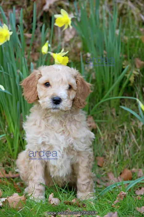 : Dog - Cockerpoo 7 week old puppy