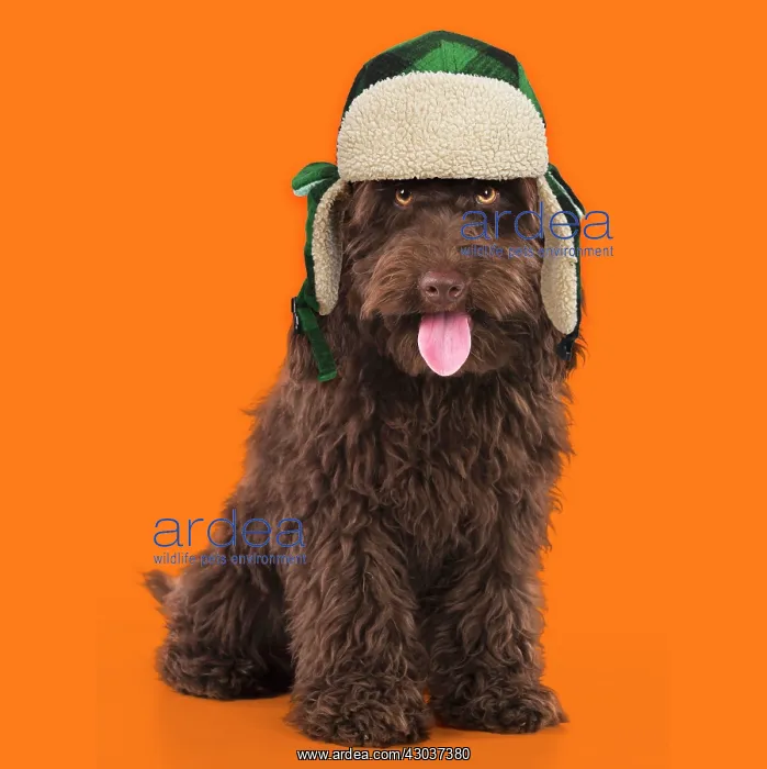 : DOG. Cockerpoo ( chocolate ) mouth open wearing : DOG. Cockerpoo ( chocolate ) mouth open wearing