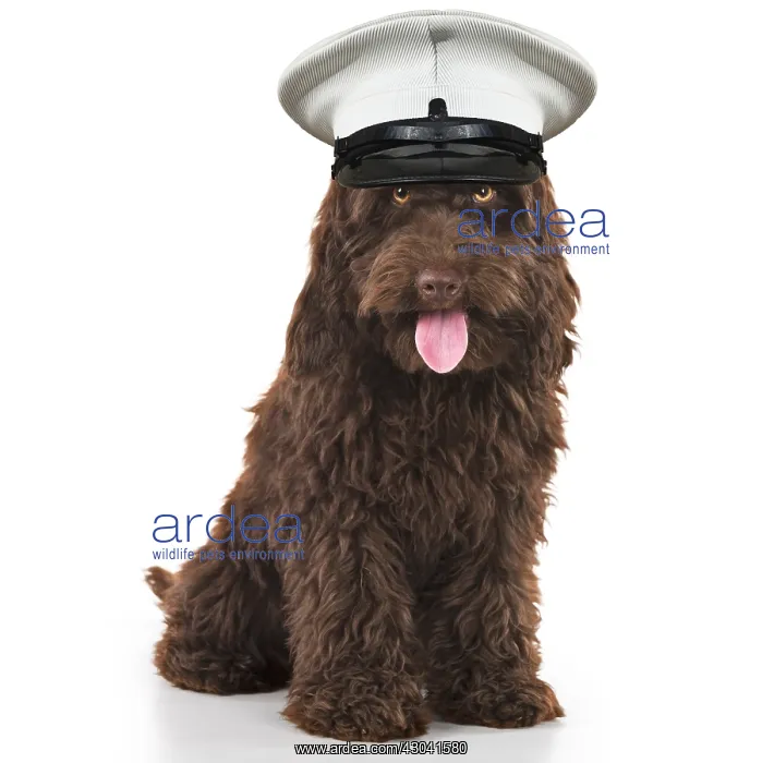 : DOG. Cockerpoo ( chocolate ) mouth open wearing captain hat : DOG. Cockerpoo ( chocolate ) mouth open wearing captain hat
