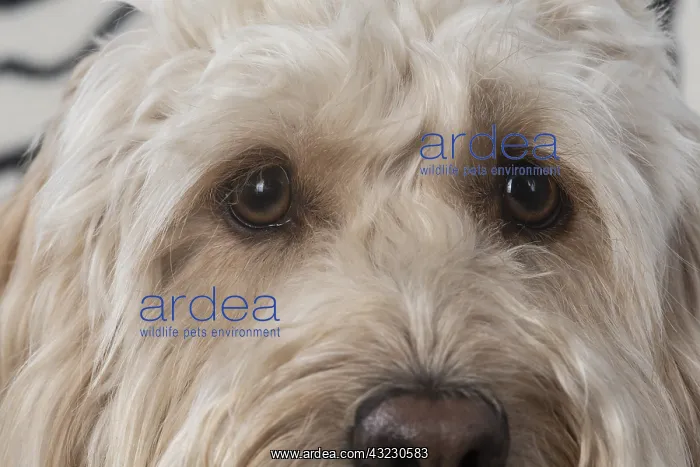 : DOG. Cockerpoo, eyes : DOG. Cockerpoo, eyes