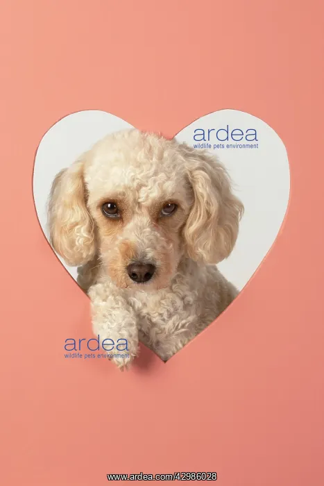 : DOG. Cockerpoo with head through heart shape hole, studio : DOG. Cockerpoo with head through heart shape hole, studio