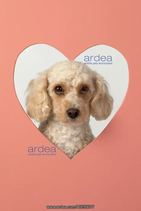 : DOG. Cockerpoo with head through heart shape hole, studio : DOG. Cockerpoo with head through heart shape hole, studio