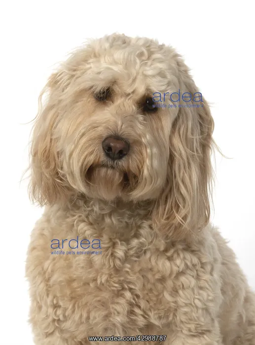 : DOG. Cockerpoo, head & shoulders, face expressions : DOG. Cockerpoo, head & shoulders, face expressions
