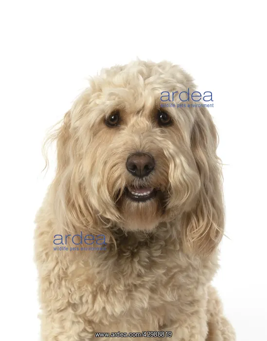 : DOG. Cockerpoo, head & shoulders, face expressions : DOG. Cockerpoo, head & shoulders, face expressions