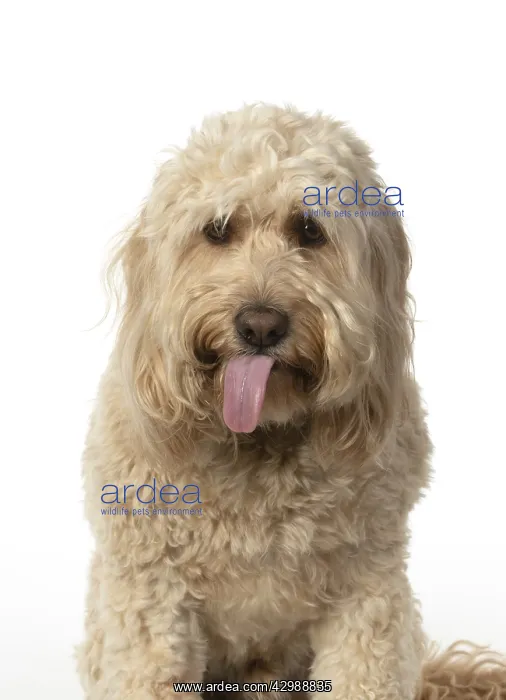 : DOG. Cockerpoo, head & shoulders, face expressions : DOG. Cockerpoo, head & shoulders, face expressions